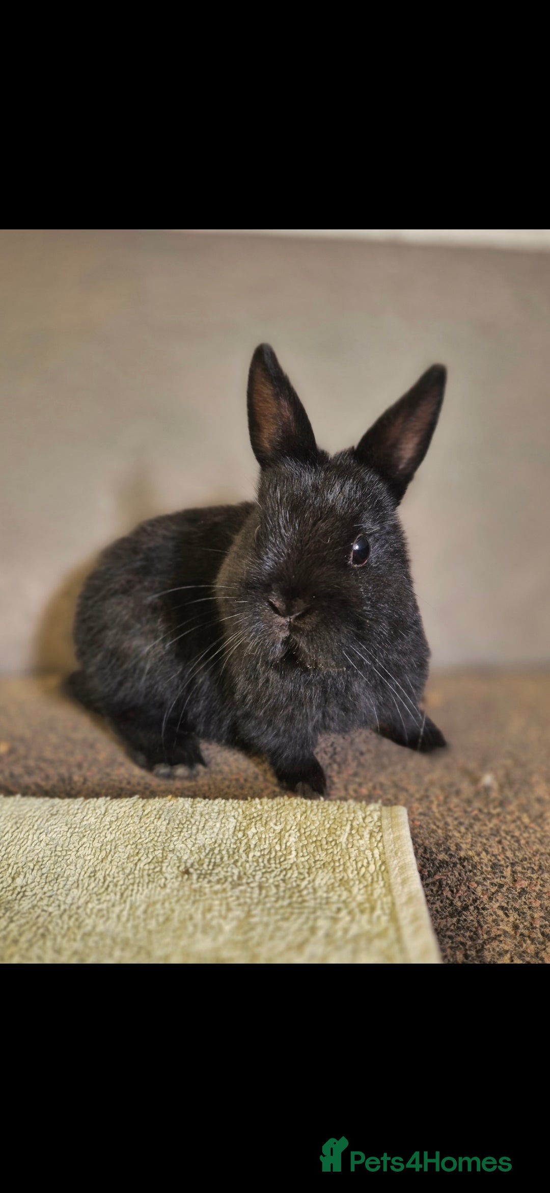 Netherland Dwarf rabbits for sale: Netherland dwalfs - Image 3