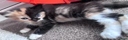 Mixed Breed cats for sale: Beautiful fluffy kittens - Advert 4