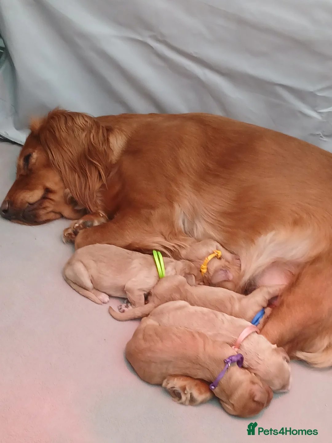 Cockapoo dogs for sale: Cockerpoo f1b beautiful litter - Advert 8