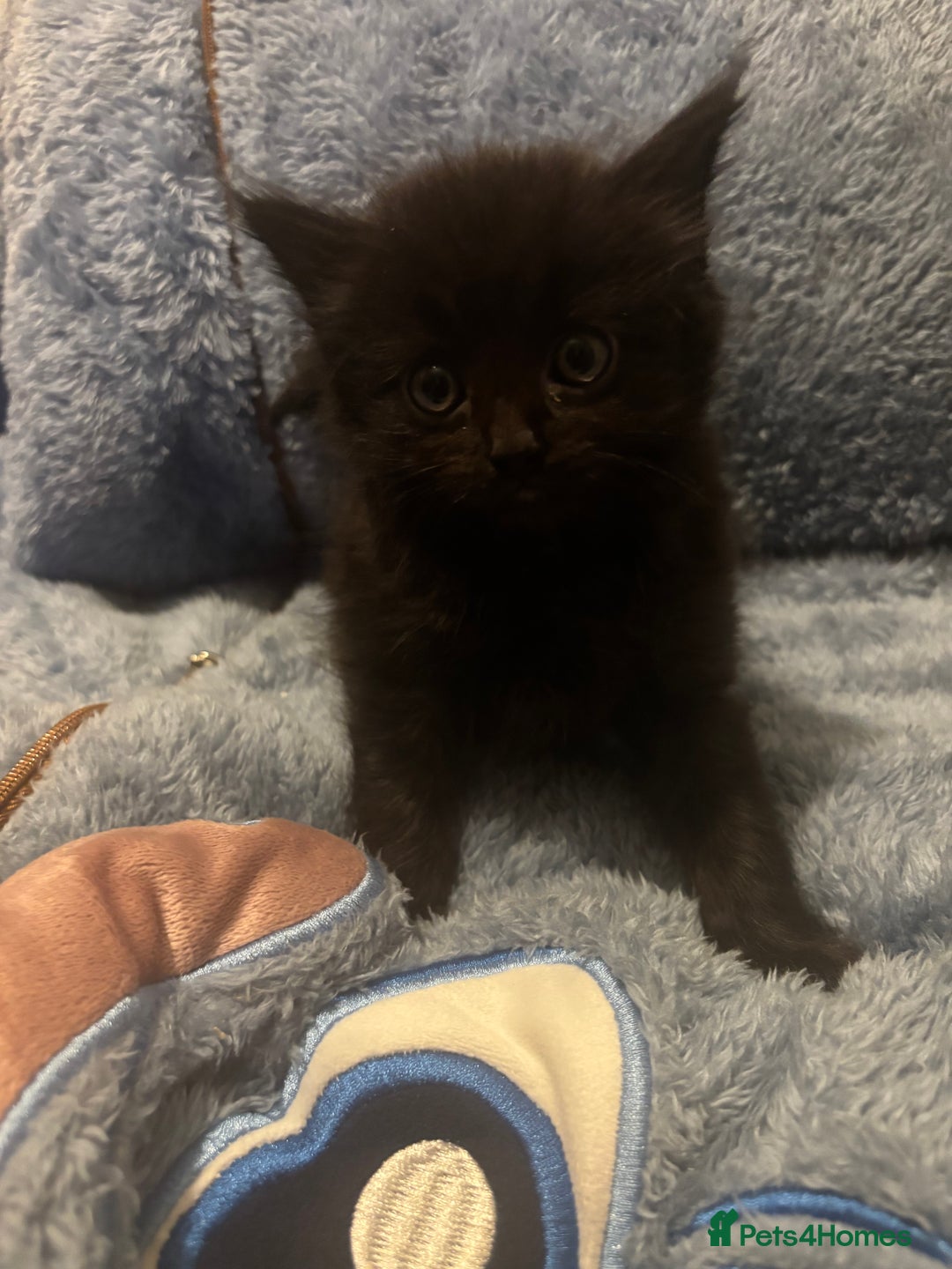 Mixed Breed cats for sale: 7 beautiful British short hair cross  - Advert 8