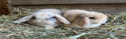 Mini Lop rabbits for sale: Gorgeous pure Mini lops  - Advert 2