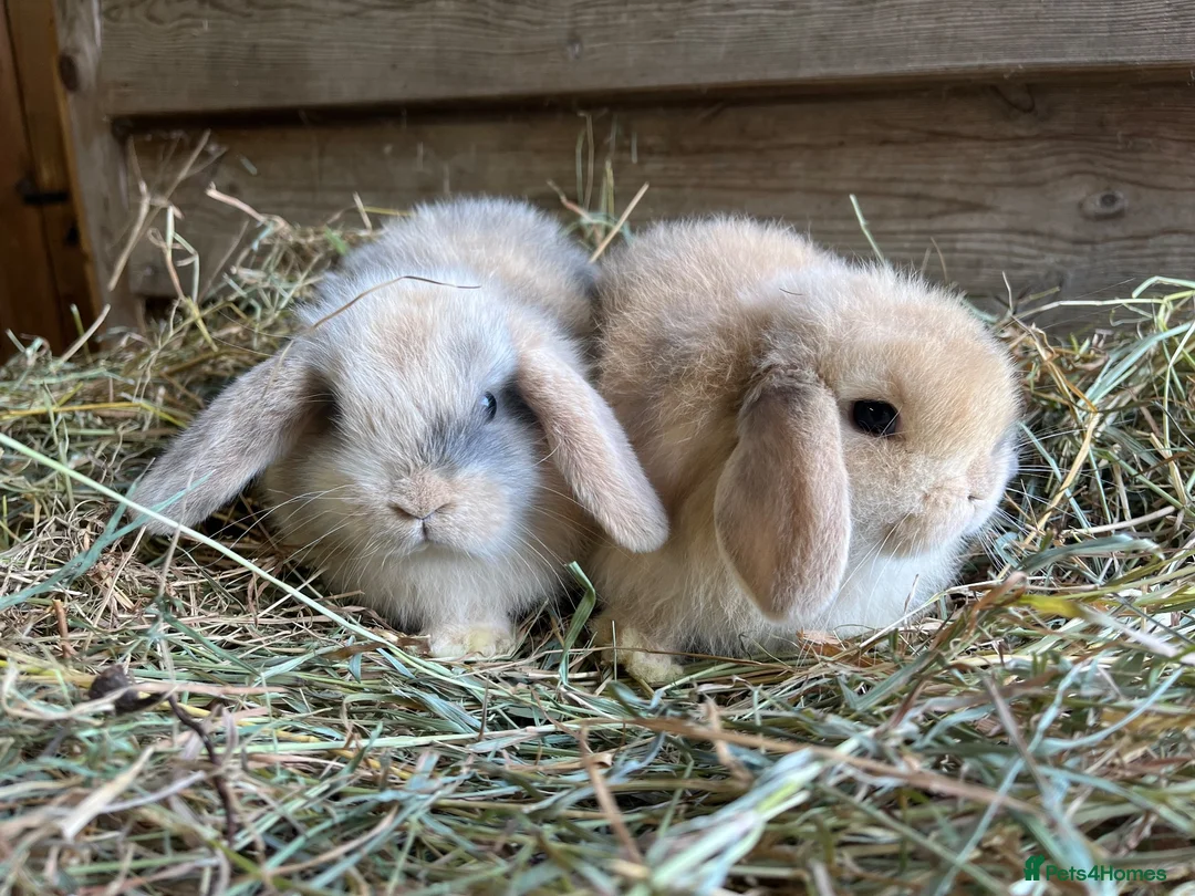 Mini Lop rabbits for sale: Gorgeous pure Mini lops  - Advert 2