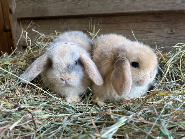 Mini Lop rabbits Gorgeous pure Mini lops - Advert 2