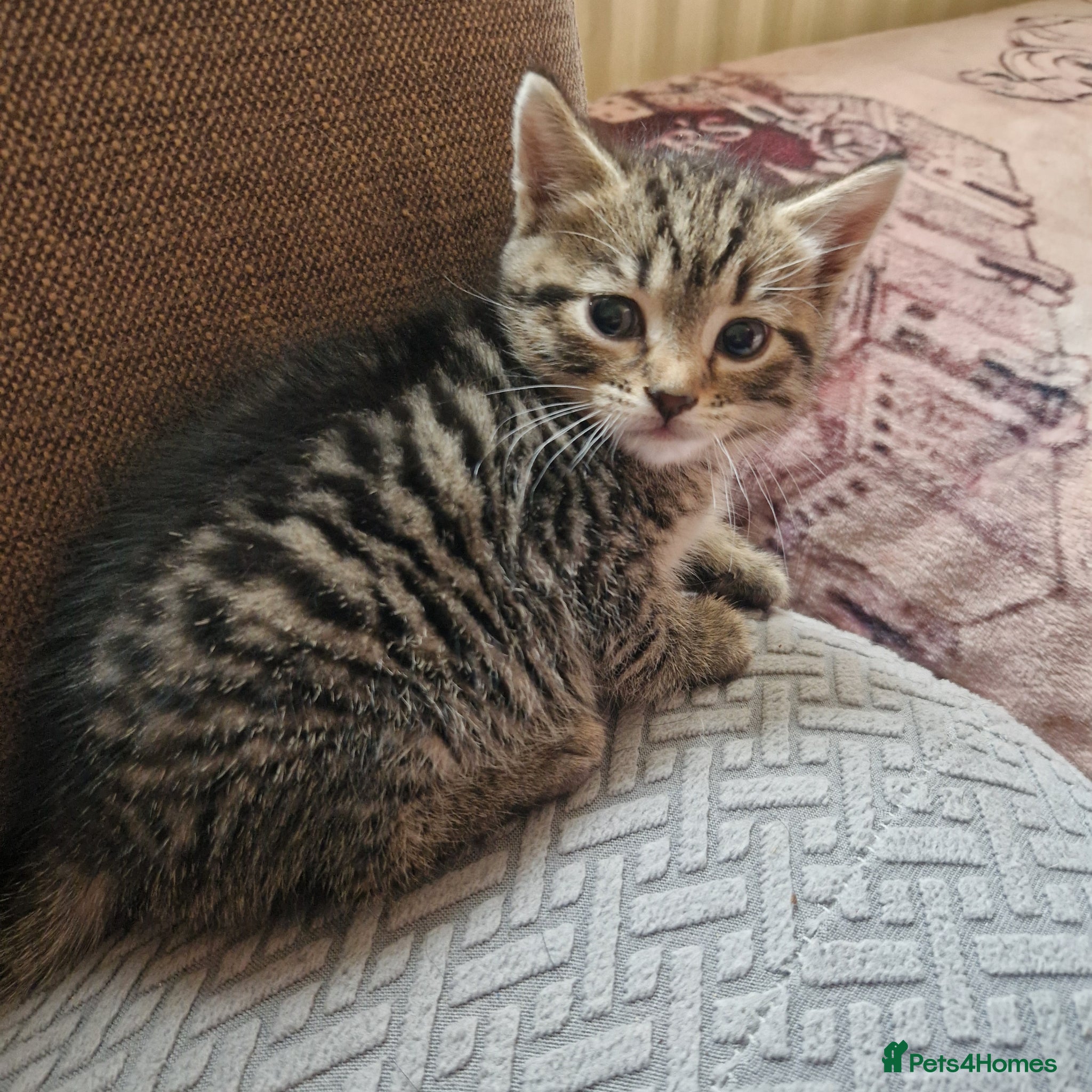 British Shorthair cats Stunning kittens ready next week !  - Advert 9