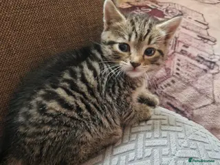 British Shorthair cats Stunning kittens ready next week ! - Advert 9