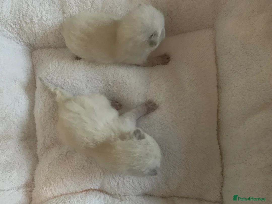 Ragdoll cats for sale: Ragdoll kittens  in Burnley - Advert 9