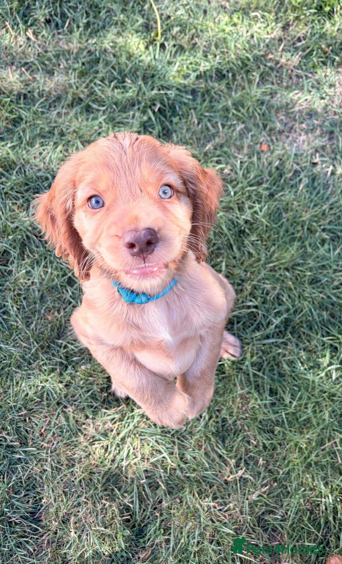 Cocker Spaniel dogs READY NOW - 1 Cocker Spainel Boy!  - Advert 1