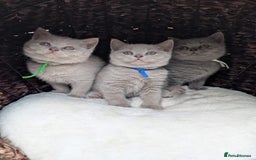British Shorthair cats for sale: 💙💜GCCF REGISTERED KITTENS💜💙 - Image 1