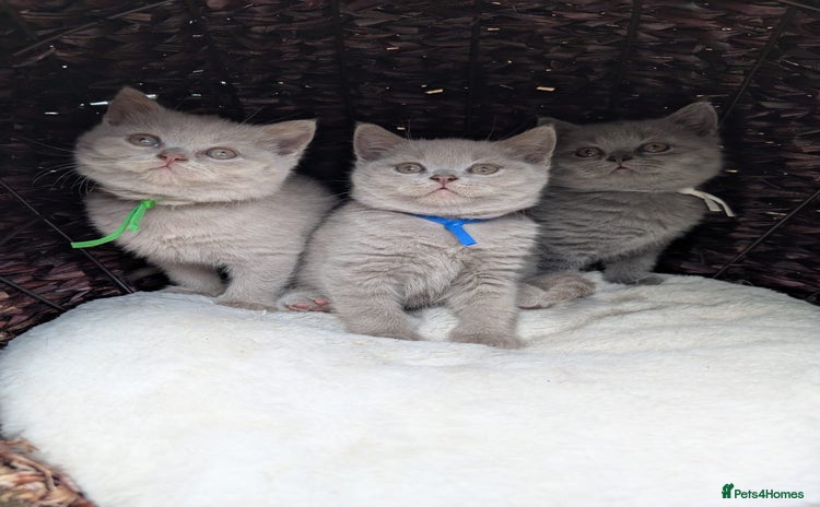 British Shorthair cats - Advert 2