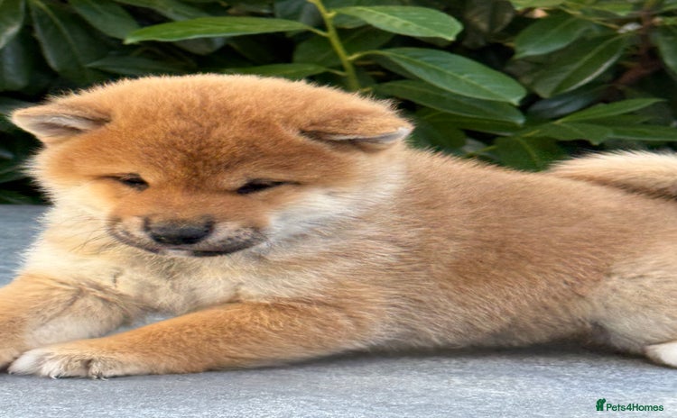 Japanese Shiba Inu dogs KC registered red Shiba Inu puppies clear DNA - Advert 1