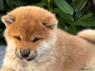 Japanese Shiba Inu dogs KC registered red Shiba Inu puppies clear DNA - Advert 1