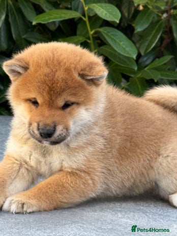 Japanese Shiba Inu dogs KC registered red Shiba Inu puppies clear DNA - Advert 1