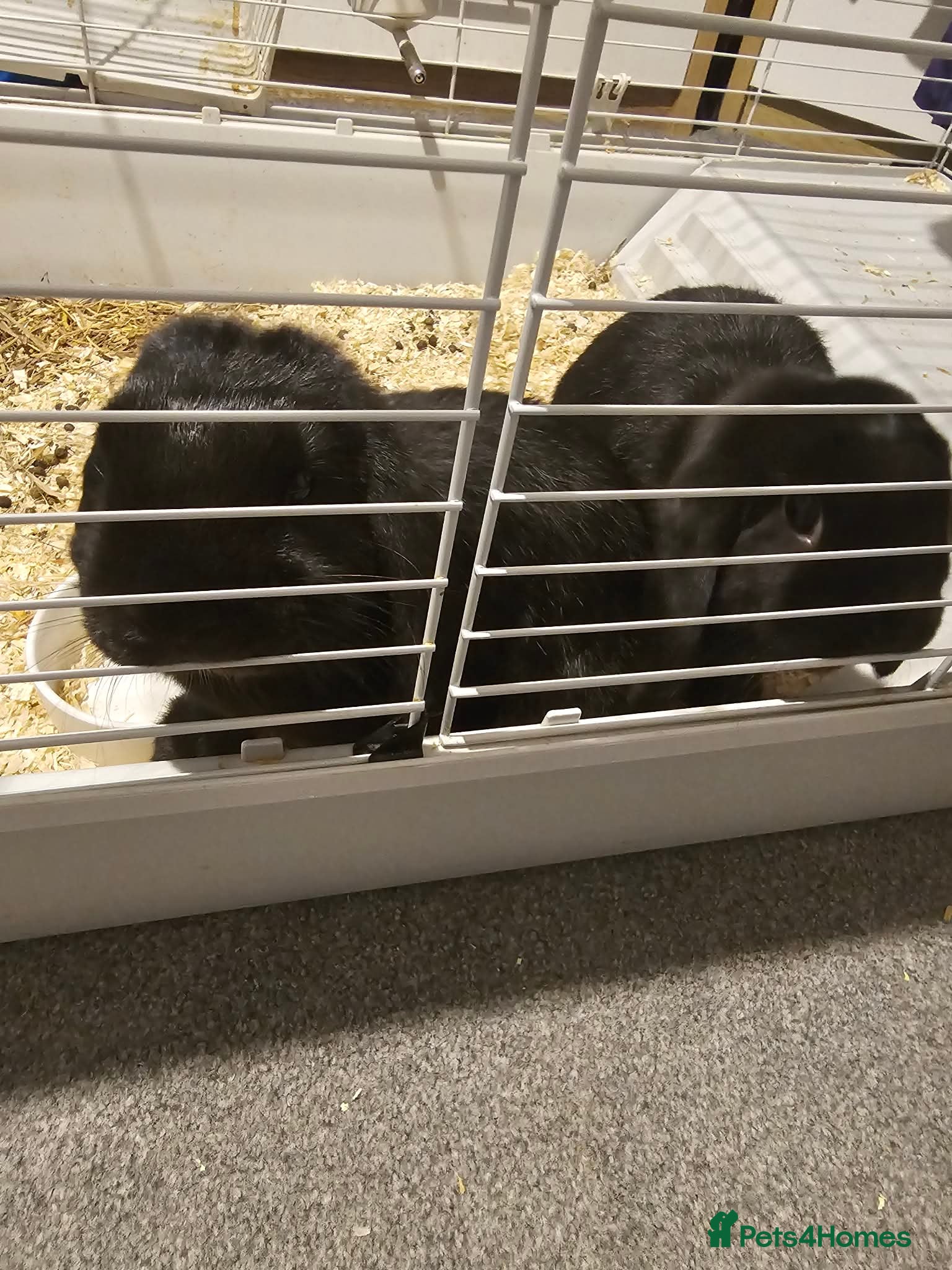 Dwarf Lop rabbits Two male dwarfs lop - Advert 16