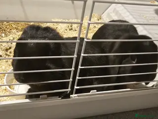 Dwarf Lop rabbits Two male dwarfs lop rabbits and set up - Advert 1