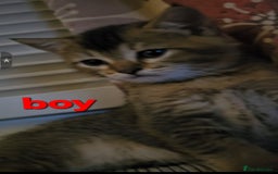 Scottish Fold cats for sale: Beautiful Scottish fold/straight ears kittens 😸  - Image 6