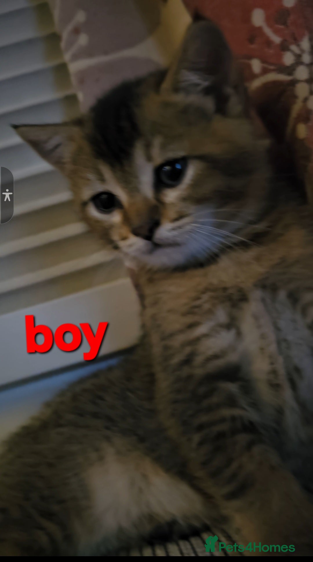 Scottish Fold cats for sale: Beautiful Scottish fold/straight ears kittens 😸  - Image 6