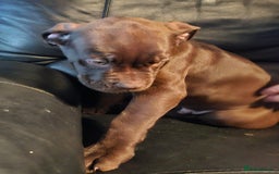 Mastiff dogs for sale: Mastiff Hybrids  - Image 4
