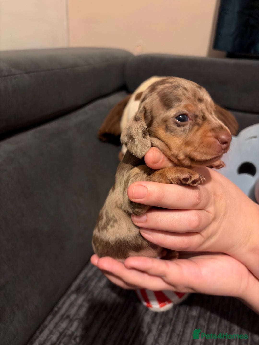 Miniature Dachshund dogs for sale: 🐾 Miniature Dachshund Puppies KC Registered  - Advert 20