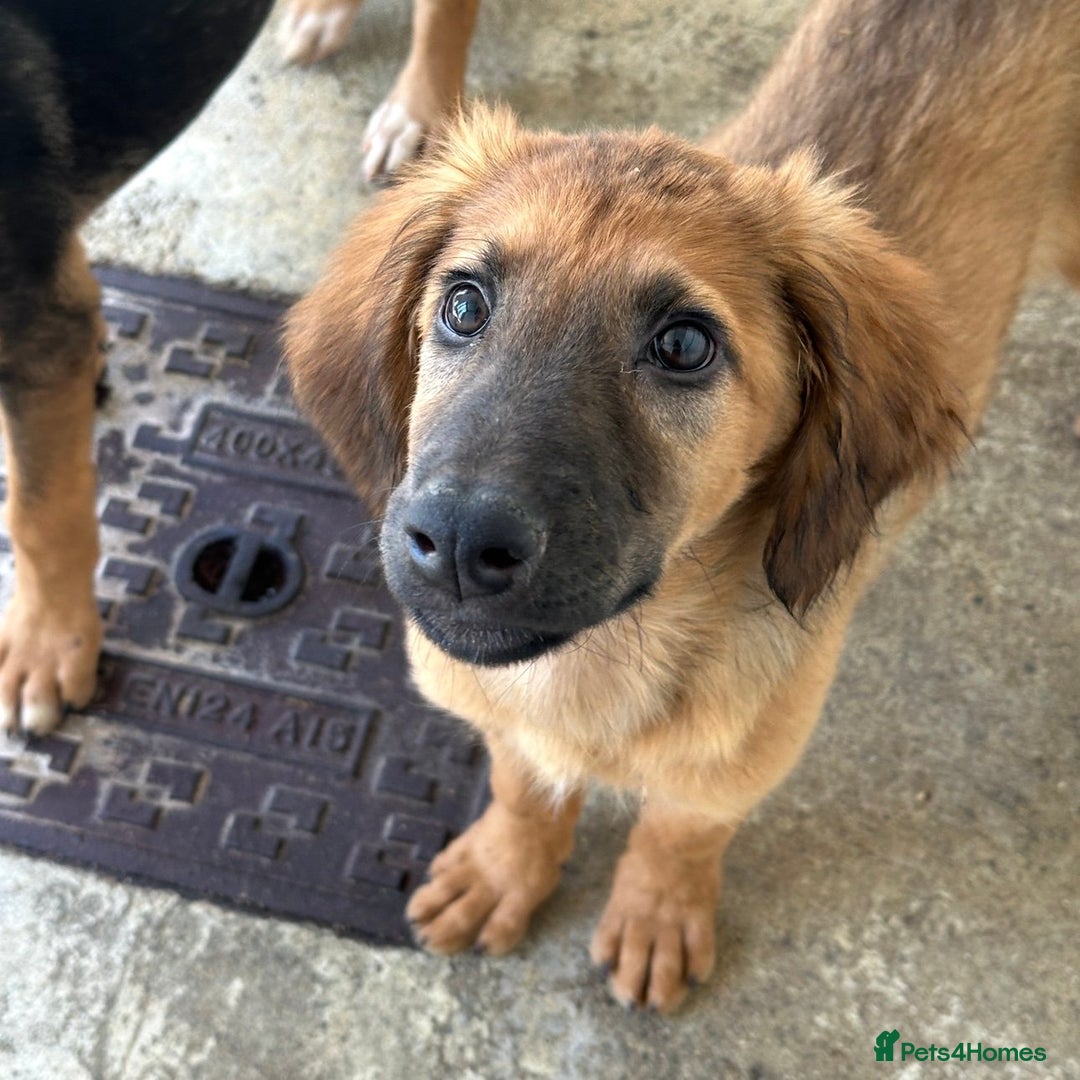 Mixed Breed dogs for adoption: Wren (Hound/Shepherd mix) - Image 17