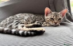Bengal cats for sale: Silver Bengal looking for loving home  - Image 8