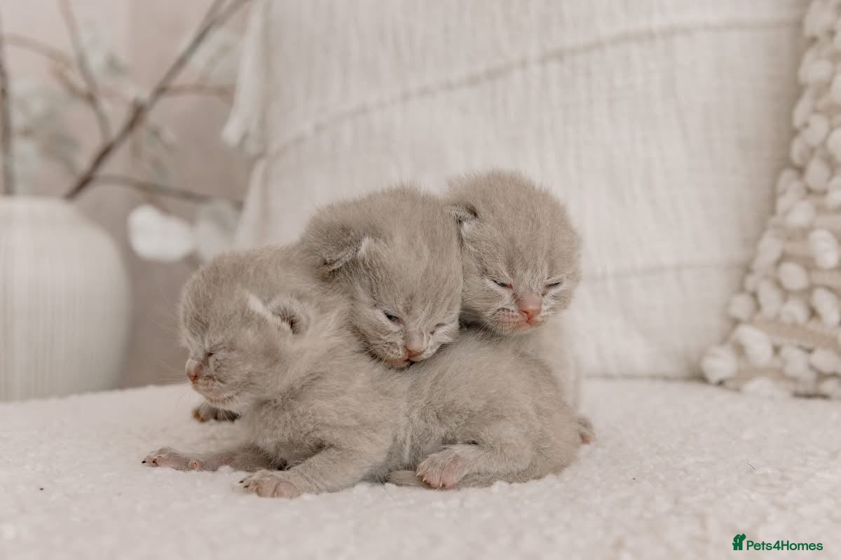 British Shorthair cats Stunning litter of x7 British short hair kittens  - Advert 2