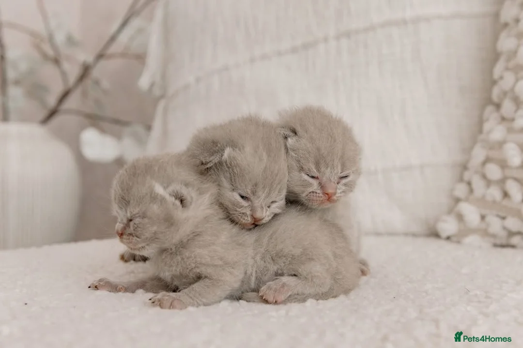 British Shorthair cats for sale: Stunning litter of x7 British short hair kittens  in Milford Haven - Advert 2