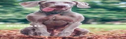 Weimaraner dogs for sale: 7 Weimaraner pups for sale ! in Hessle - Advert 13