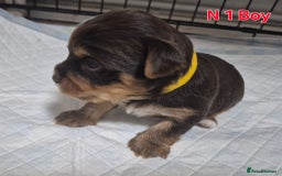 Biewer Terrier dogs for sale: Yorkshire Biewier terrier  - Advert 4