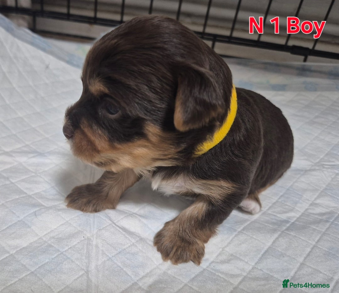 Biewer Terrier dogs for sale: Yorkshire Biewier terrier  - Advert 4