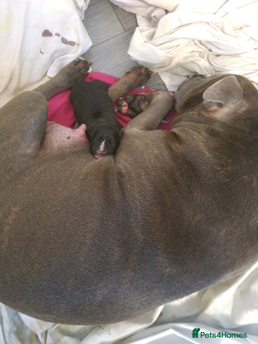 Staffordshire Bull Terrier dogs for sale: Beautiful staff female puppy - Advert 5