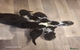 Mixed Breed cats for sale: 4 beautiful kittens  - Image 7