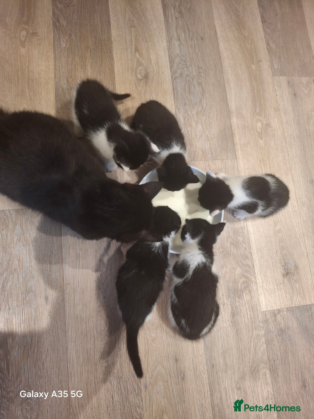 Mixed Breed cats for sale: 4 beautiful kittens  - Image 7