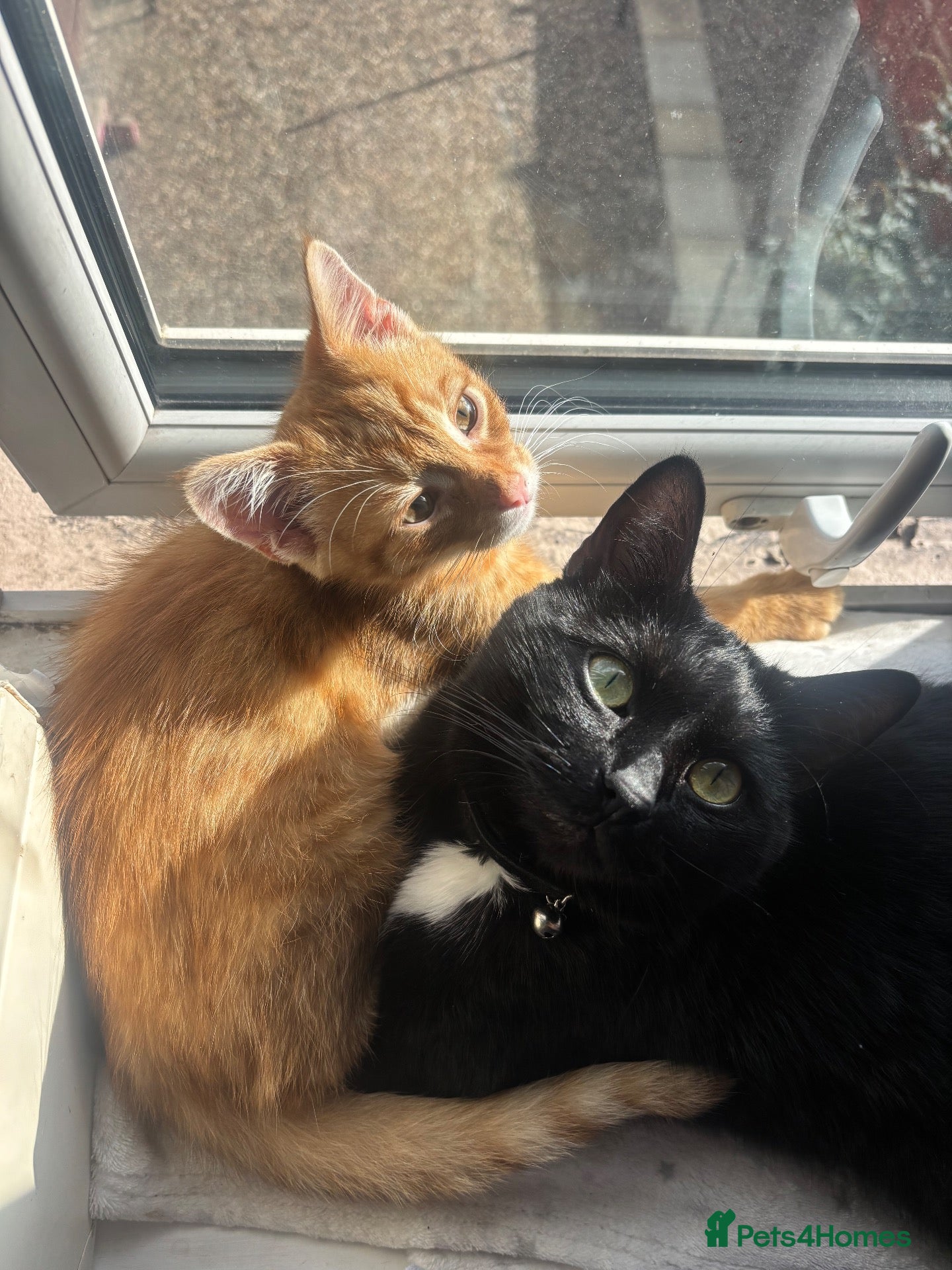 Mixed Breed cats 5 Black female ragdoll mix breed  - Advert 3