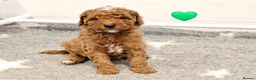 Australian Labradoodle dogs for sale: Stunning full Australian Labradoodle puppies  - Advert 1
