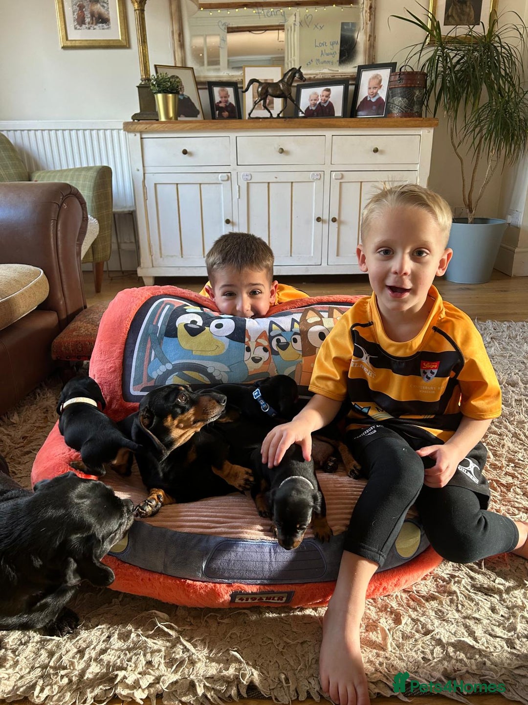 Miniature Dachshund dogs for sale: Beautiful Very Miniature Dachshunds - Advert 13