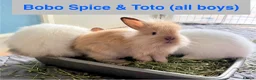Lionhead rabbits for sale: Double Maned Lionheads Babies - Advert 18