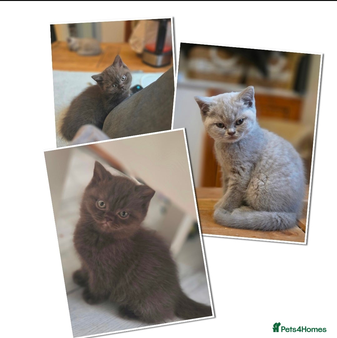 British Shorthair cats Stunning gccf lilac and chocolate females 🐾 - Advert 1
