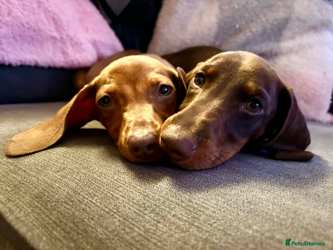 Miniature Dachshund dogs for adoption: Absolutely Heartbreaking Rehoming – Bruno & Dusty - Advert 2
