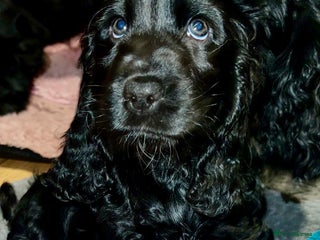 Cocker Spaniel dogs KC registered health tested Show Cocker spaniels - Advert 15