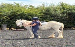 Dales horses for sale: Unreg dales x cob mare - Image 4
