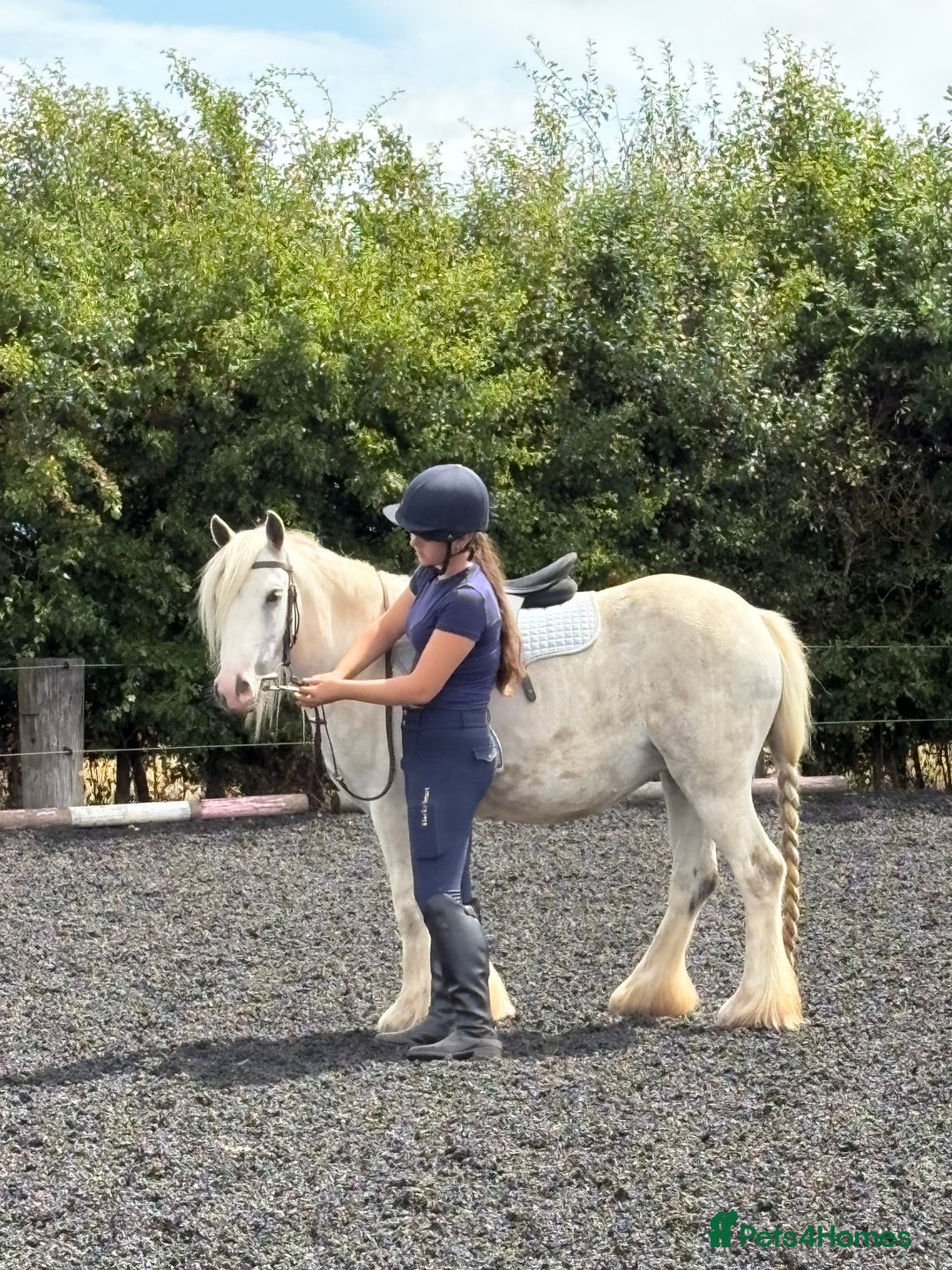 Dales horses for sale: Unreg dales x cob mare - Image 4