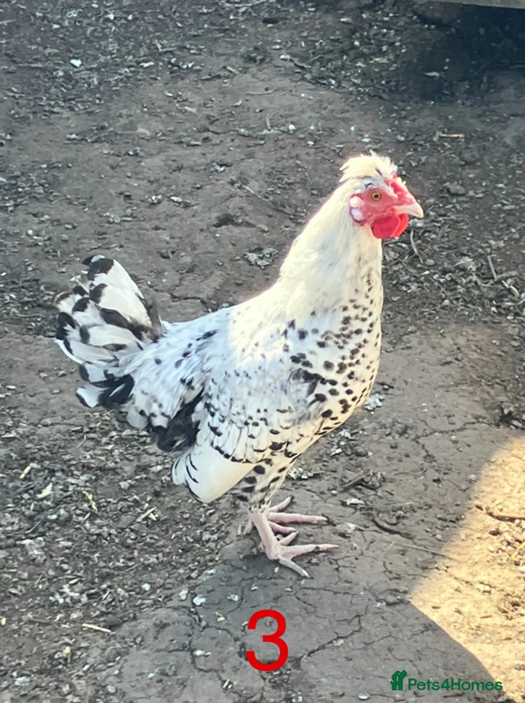 Chickens poultry for sale: 3 x Cockerels - Advert 3