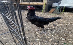 Chickens poultry for sale: Aseel cross cockerel, aseel hens & shamo hen in London - Image 3