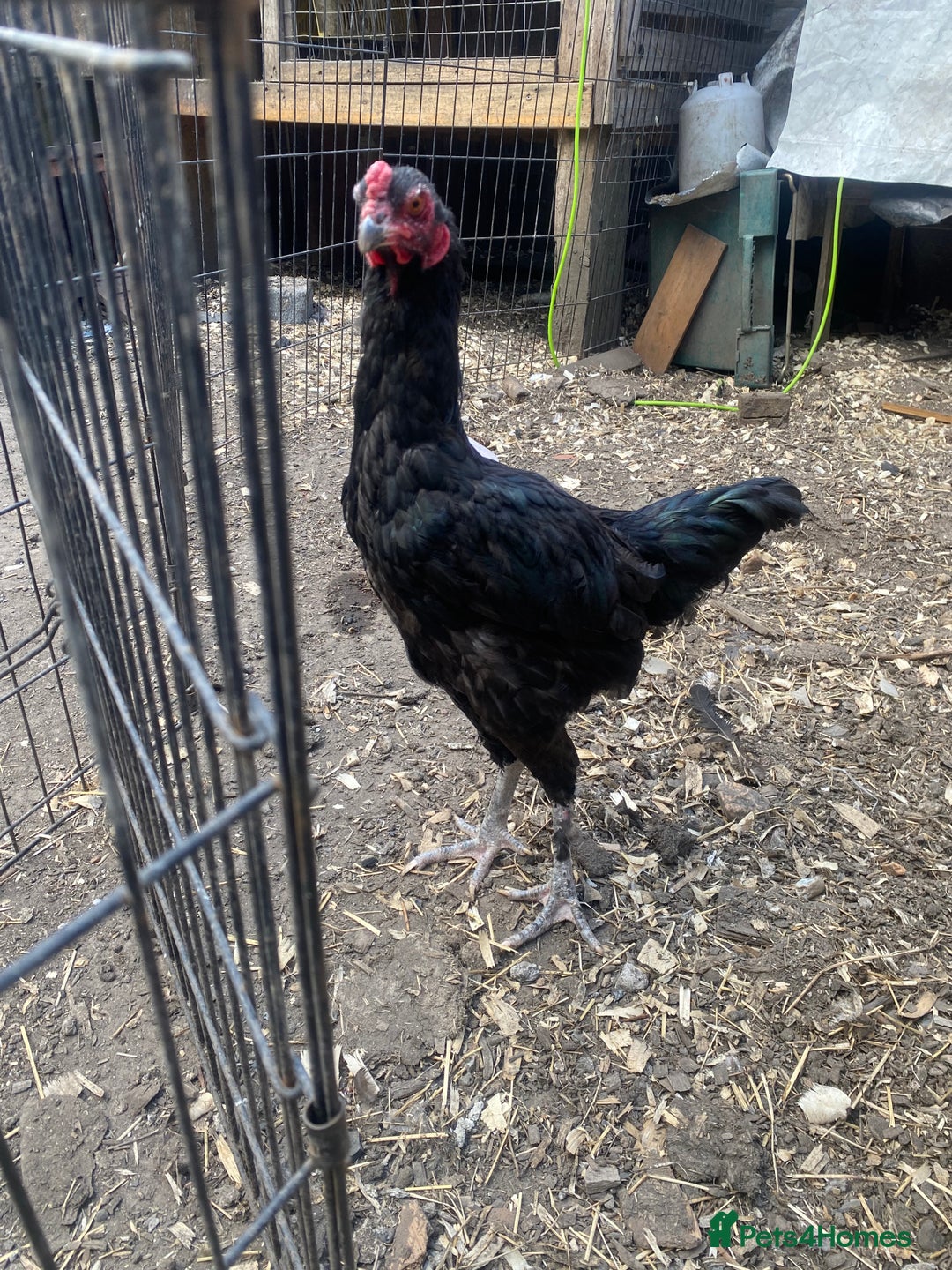 Chickens poultry for sale: Aseel cross cockerel, aseel hens & shamo hen in London - Image 3