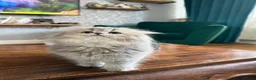 British Longhair cats for sale: Female  in London - Advert 8
