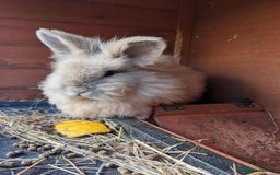 Lionhead rabbits for sale: Tiny is looking for his forever home - Advert 1