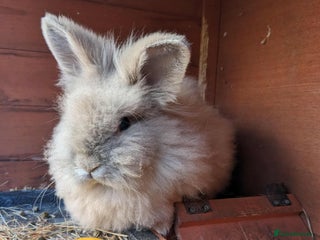 Lionhead rabbits Tiny is looking for his forever home - Advert 3