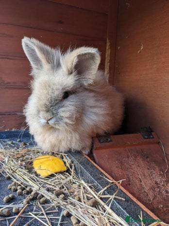 Lionhead rabbits Tiny is looking for his forever home - Advert 10