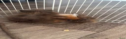 Guinea Pig rodents for sale: 2 guinea pigs for sale  - Advert 8
