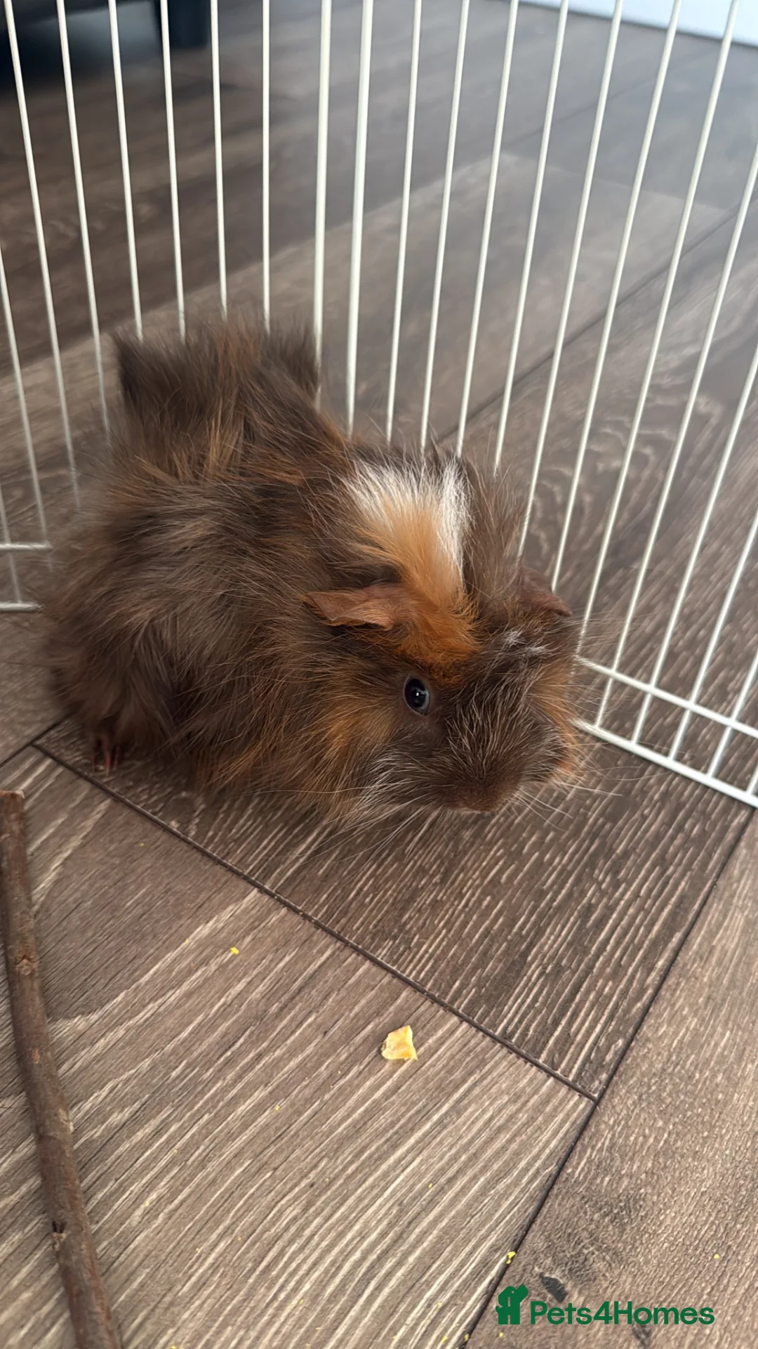 Guinea Pig rodents for sale: 2 guinea pigs for sale  - Advert 8